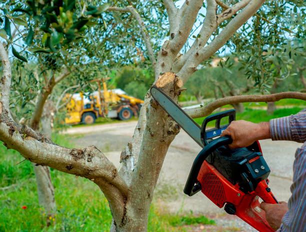 The Steps Involved in Our Tree Care Process in Fort Valley, GA